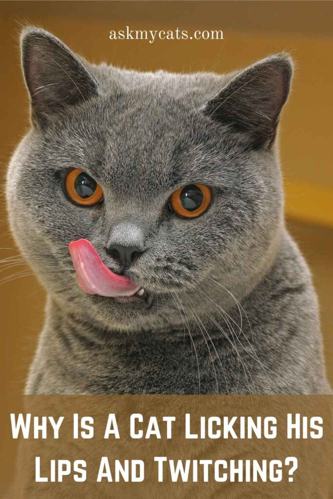 Why Is A Cat Licking His Lips And Twitching?
