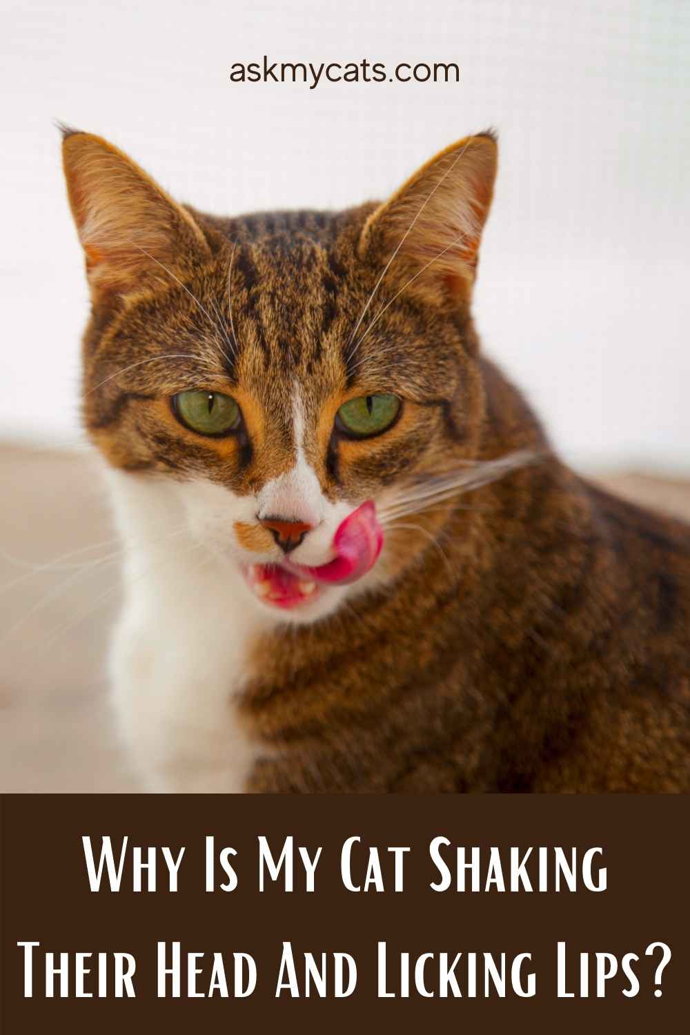 Cat Keeps Licking Lips And Shaking Head? Are They Going Insane?