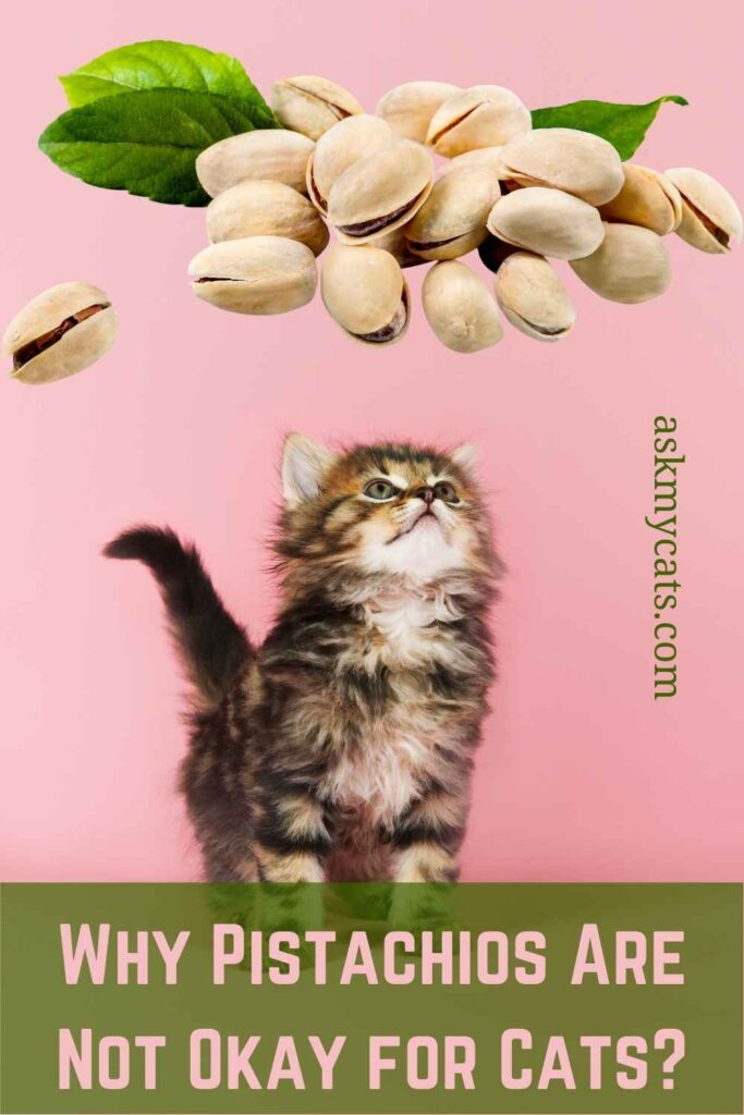 Why Pistachios Are Not Okay for Cats?