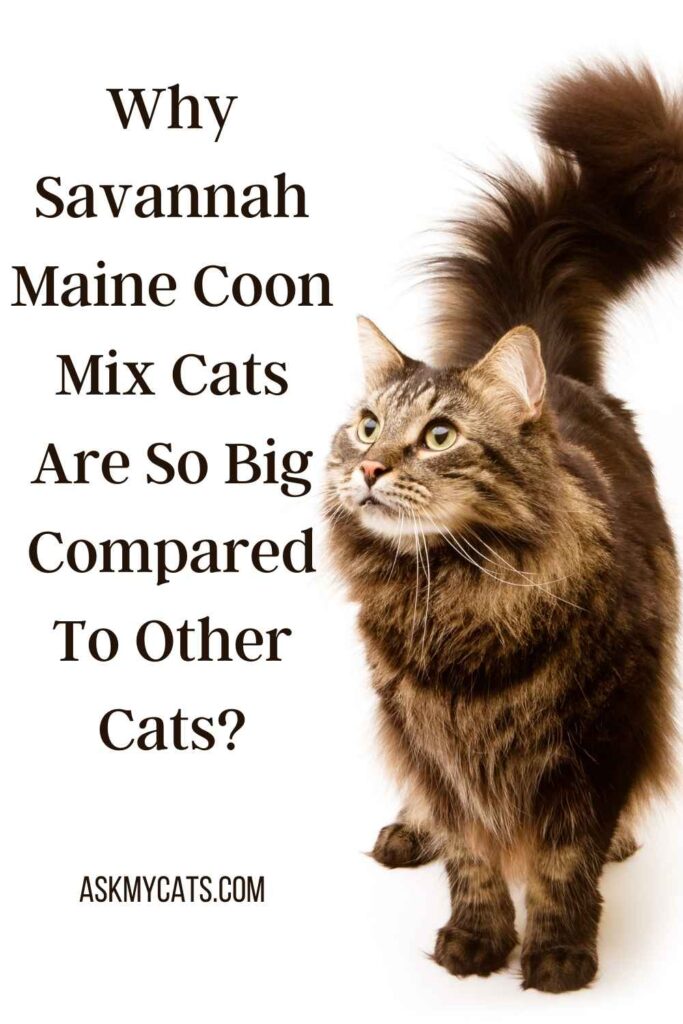 Why Savannah Maine Coon Mix Cats Are So Big Compared To Other Cats?