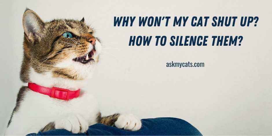 Why Wont My Cat Shut Up How To Silence Them