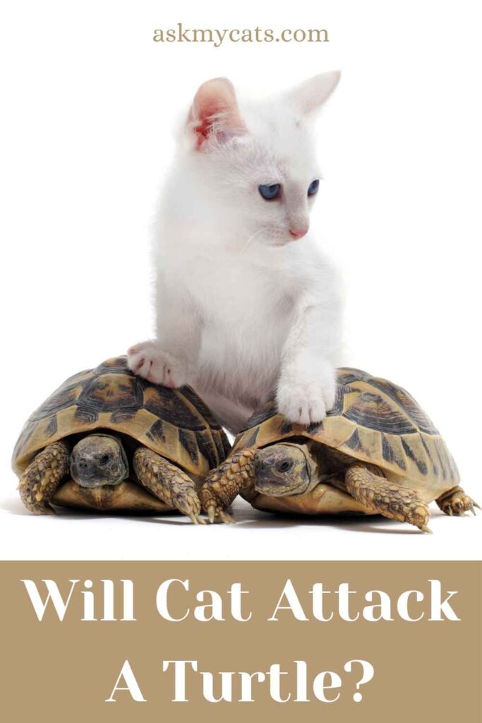 do cats eat turtles