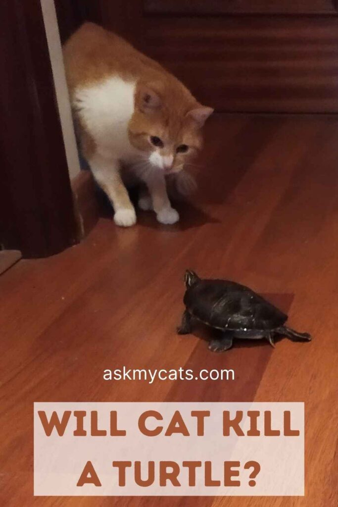 Will Cat Kill a Turtle?