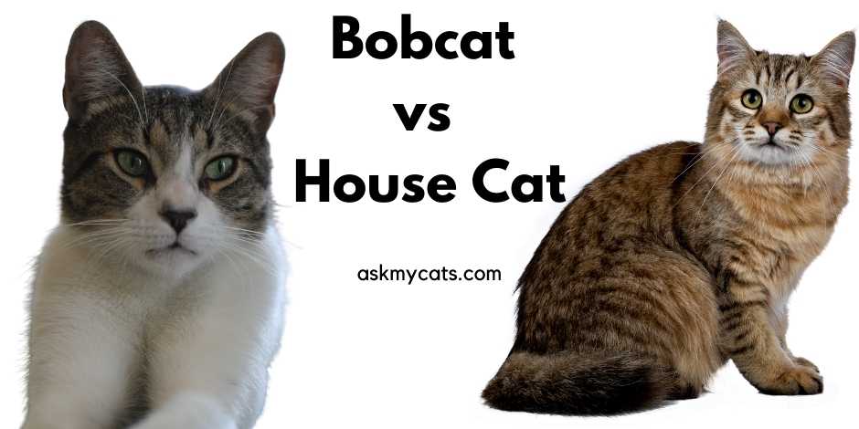 Bobcat vs House Cat