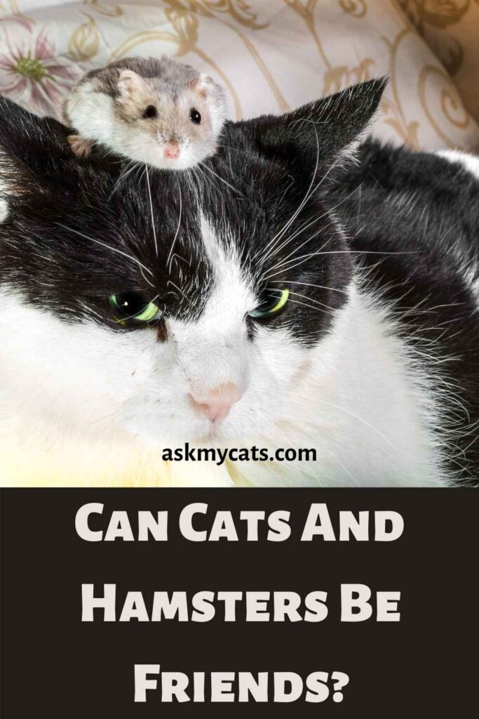 Can Cats And Hamsters Be Friends?