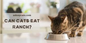 Can Cats Eat Ranch? Is Ranch Bad For Cats?