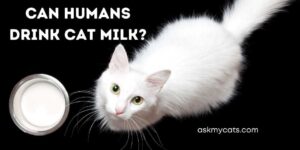 Can Humans Drink Cat Milk? What Does Cat Milk Taste Like?