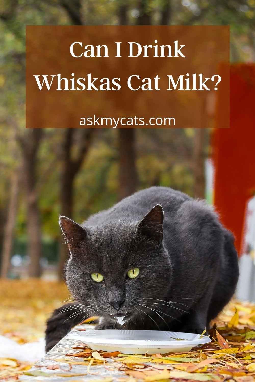 Can Humans Drink Cat Milk? Read This Before Spitting It Out!
