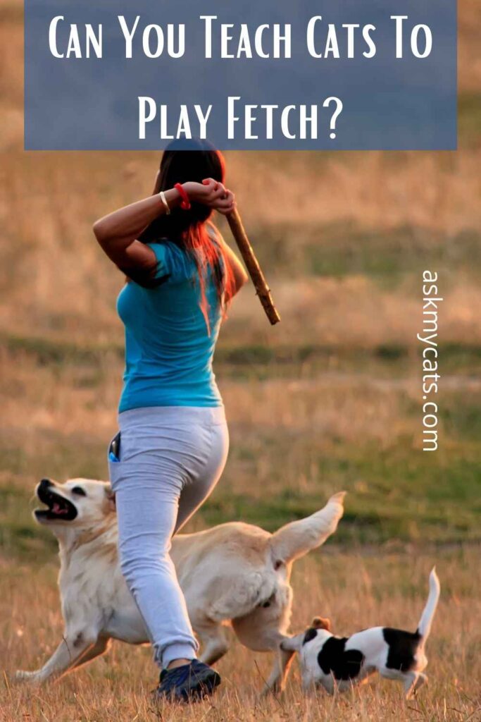 Can You Teach Cats To Play Fetch?