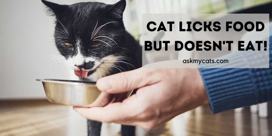 Cat only shop licks wet food