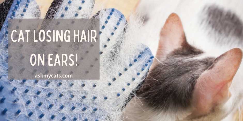 Cat Losing Hair On Ears Whats Troubling Them