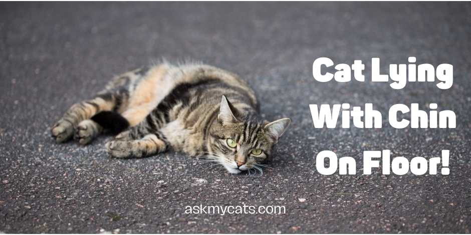 Cat Lying With Chin On Floor