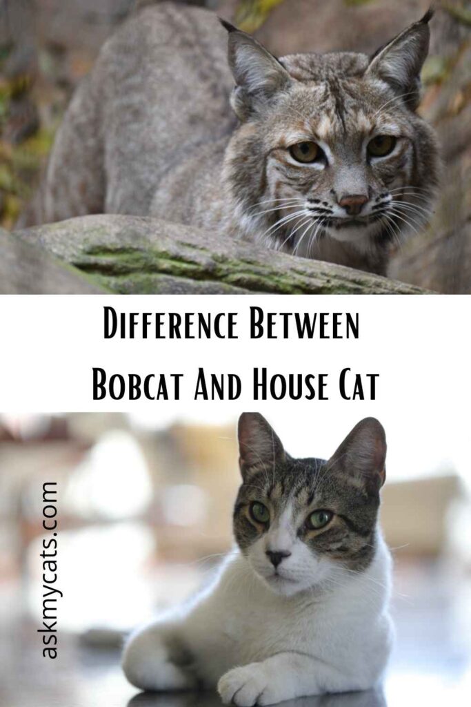 Difference Between Bobcat And House Cat