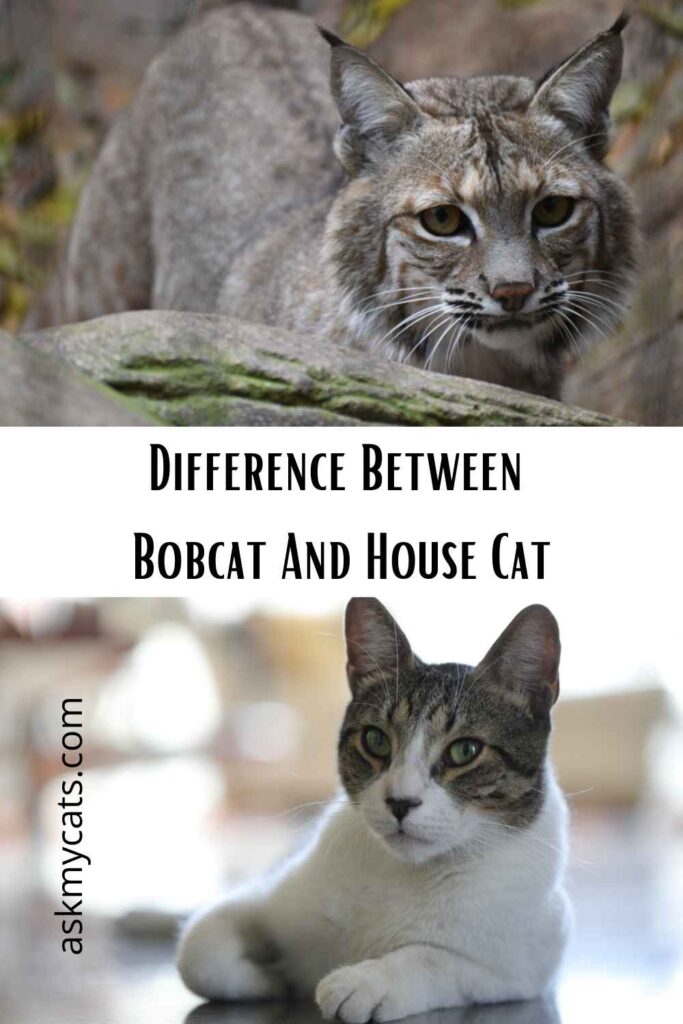 half bobcat how to tell if your cat is mixed with bobcat