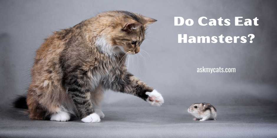 Do Cats Eat Hamsters