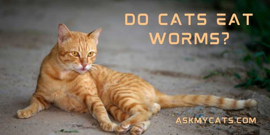 Do Cats Eat Worms