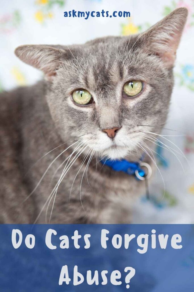 Do Cats Forgive Abuse?