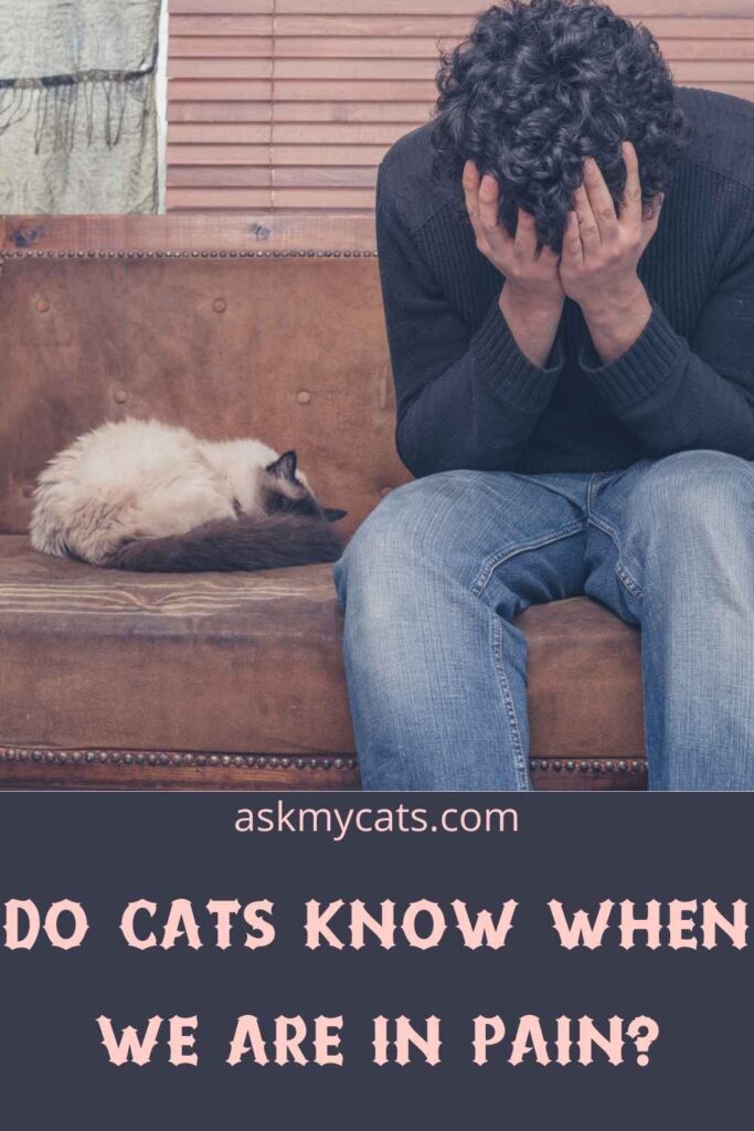 Do Cats Know When We Are In Pain?