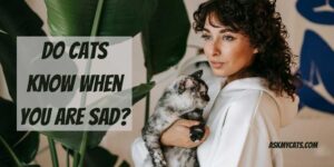 Do Cats Know When You Are Sad? Can Cats Sense Sadness?