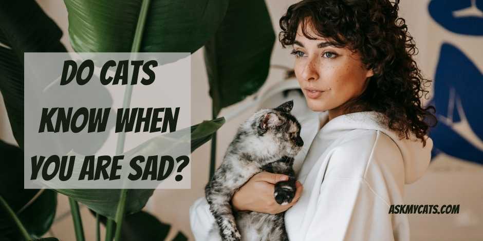 Do Cats Know When You Are Sad