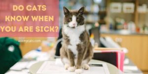 Do Cats Know When You Are Sick? How Do They Know?