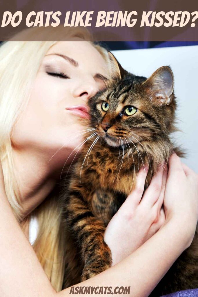 Do Cats Like Being Kissed?