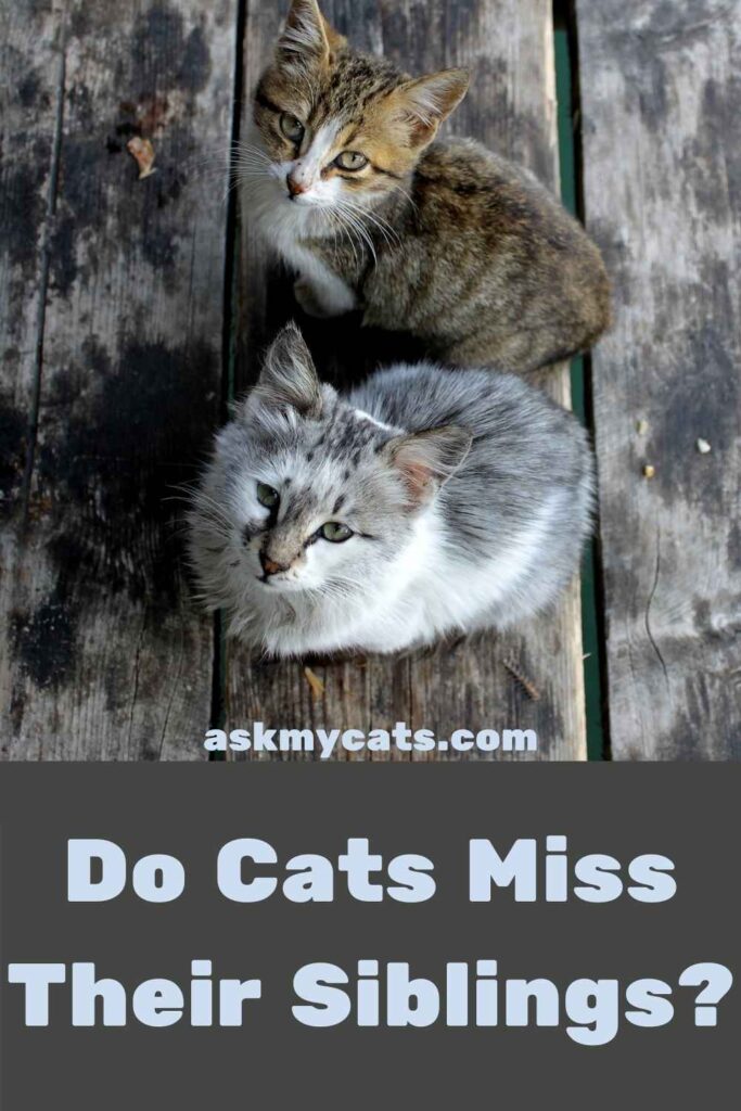 Do Cats Miss Their Siblings?