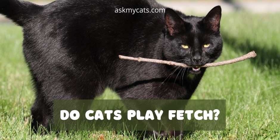 Do Cats Play Fetch