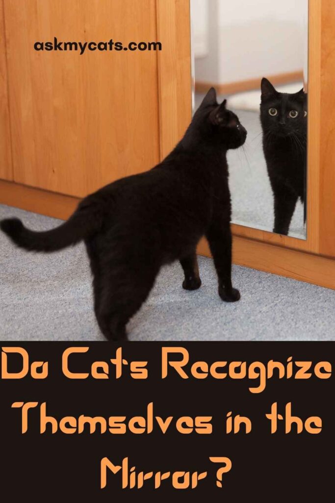 Does your cat recognise itself in the mirror?