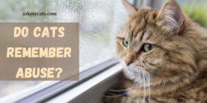 Do Cats Remember Abuse? Know The Truth!