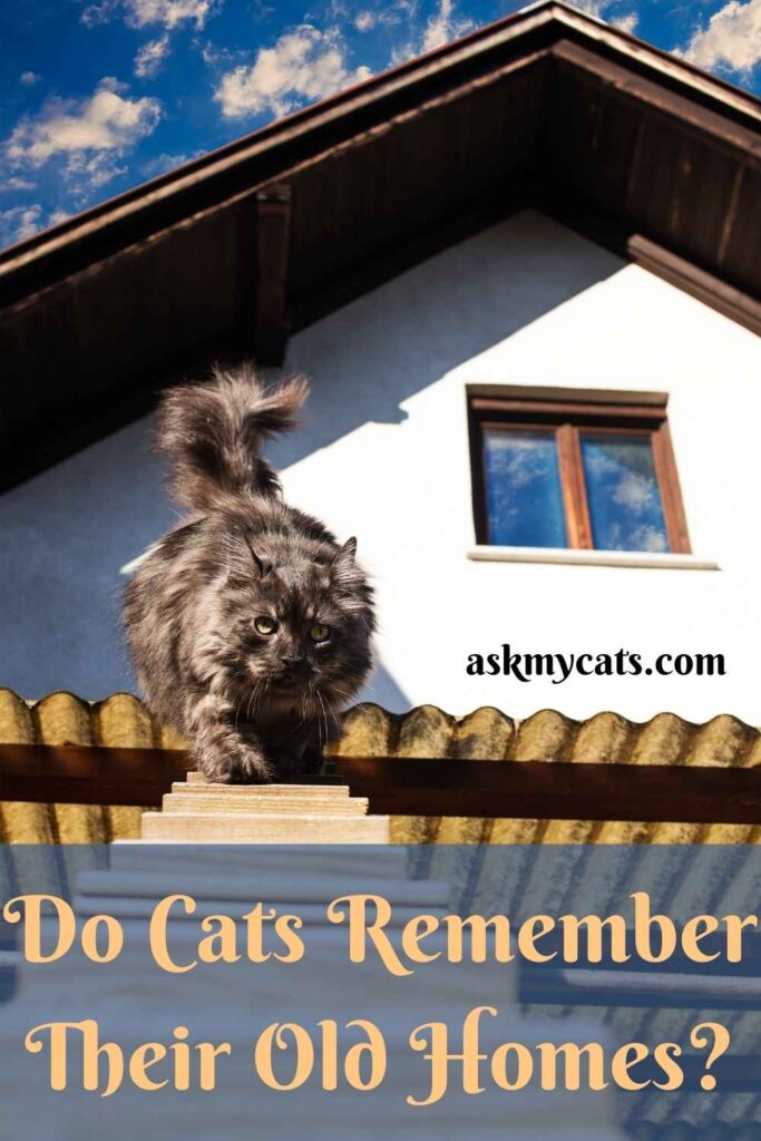 Do Cats Remember Their Old Homes?