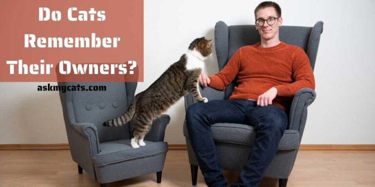 do-cats-remember-their-owners-how-sharp-is-their-memory