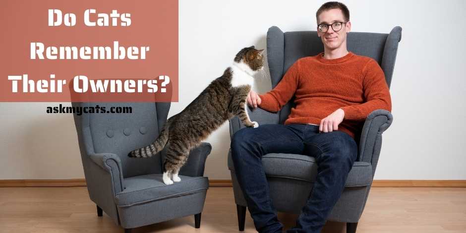 Do Cats Remember Their Owners? How Sharp Is Their Memory?