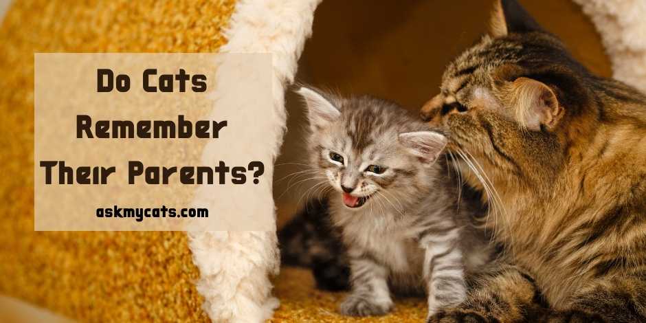 Do Cats Remember Their Parents? Are They Emotional Enough?