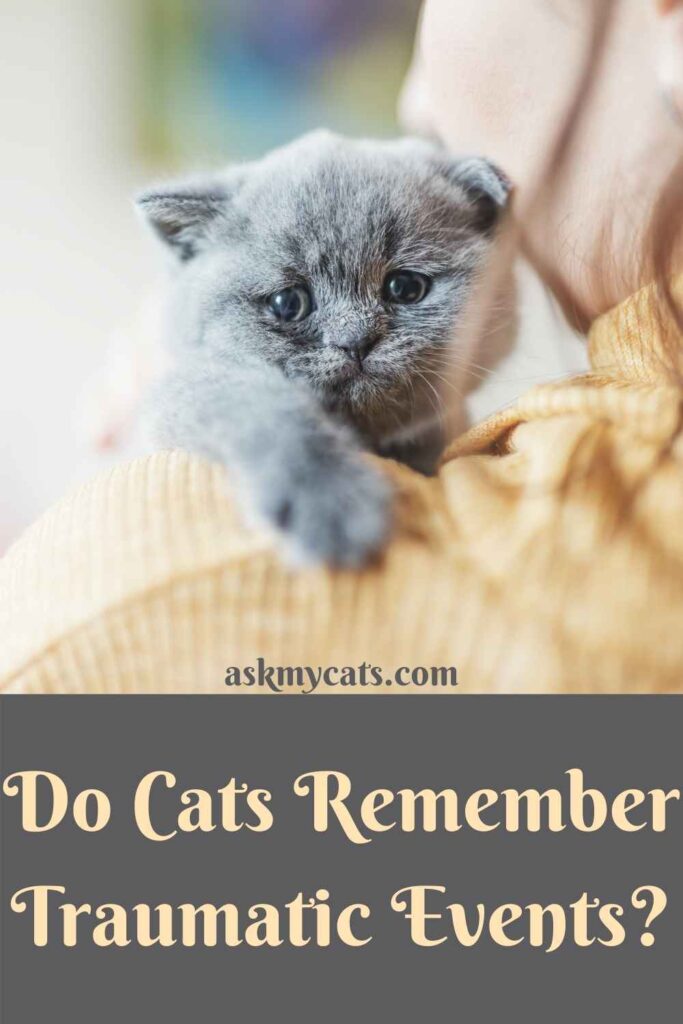 Do Cats Remember Traumatic Events?