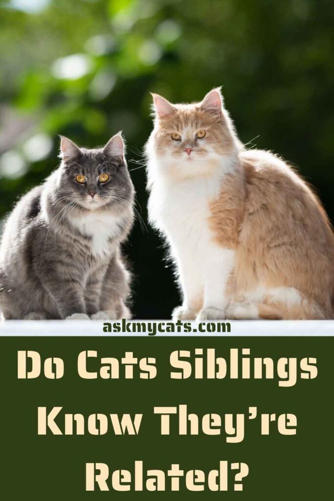 Do Cats Siblings Know They’re Related?