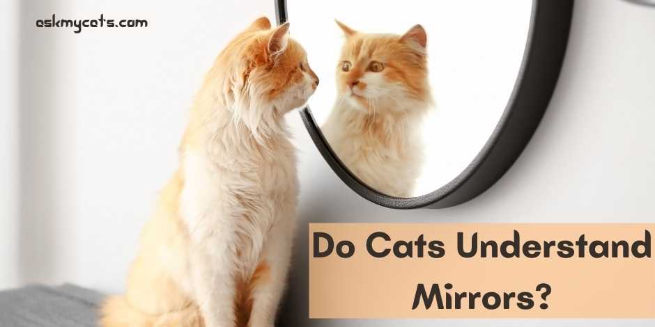 Does your cat recognise itself in the mirror?