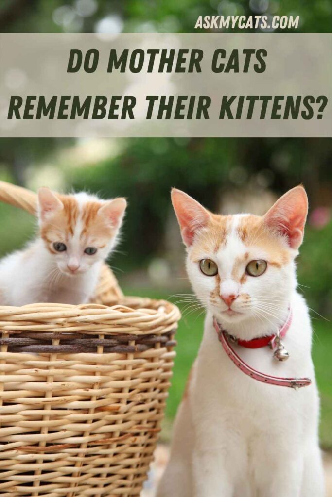 Do Cats Remember Their Parents? Are They Emotional Enough?