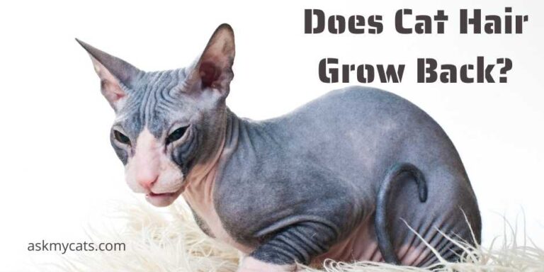 Does Cat Hair Grow Back? How Long Does Cat Hair Take To Grow Back