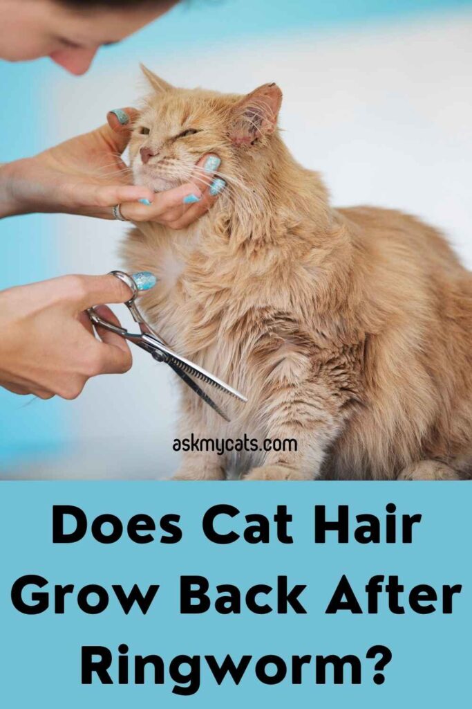 Does Cat Hair Grow Back After Ringworm?