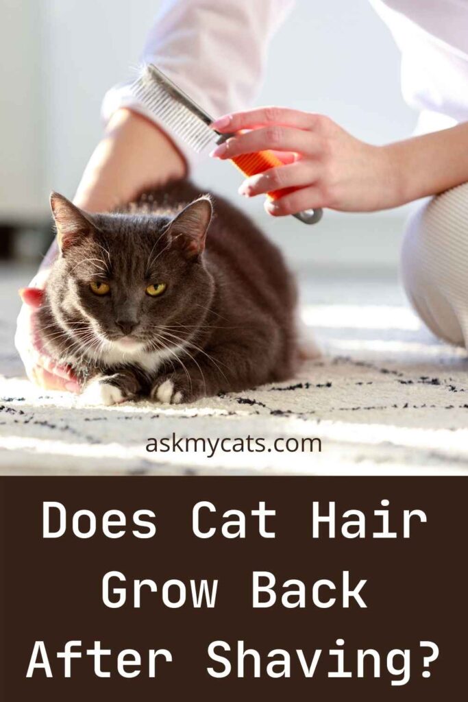 Does Cat Hair Grow Back After Shaving?