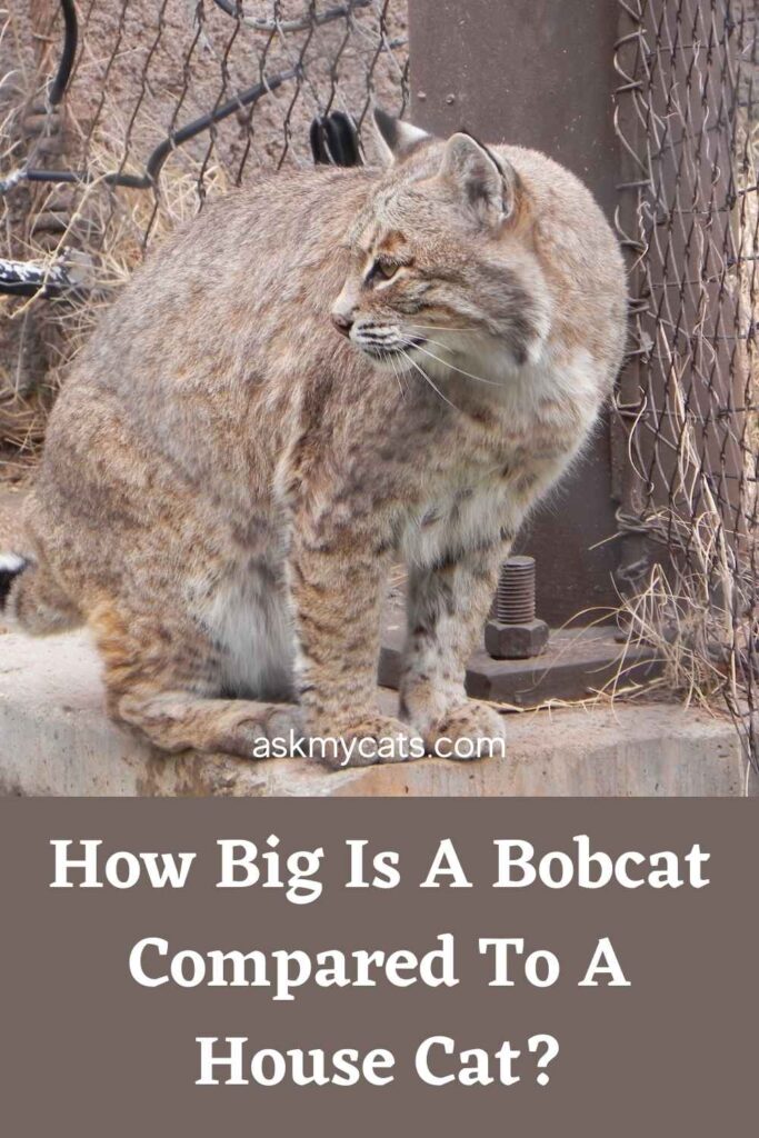 How Big Is A Bobcat Compared To A House Cat?