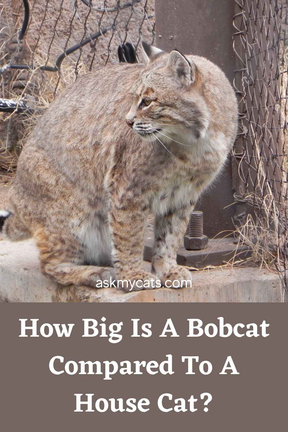 Bobcat vs House Cat - What Are The Differences?