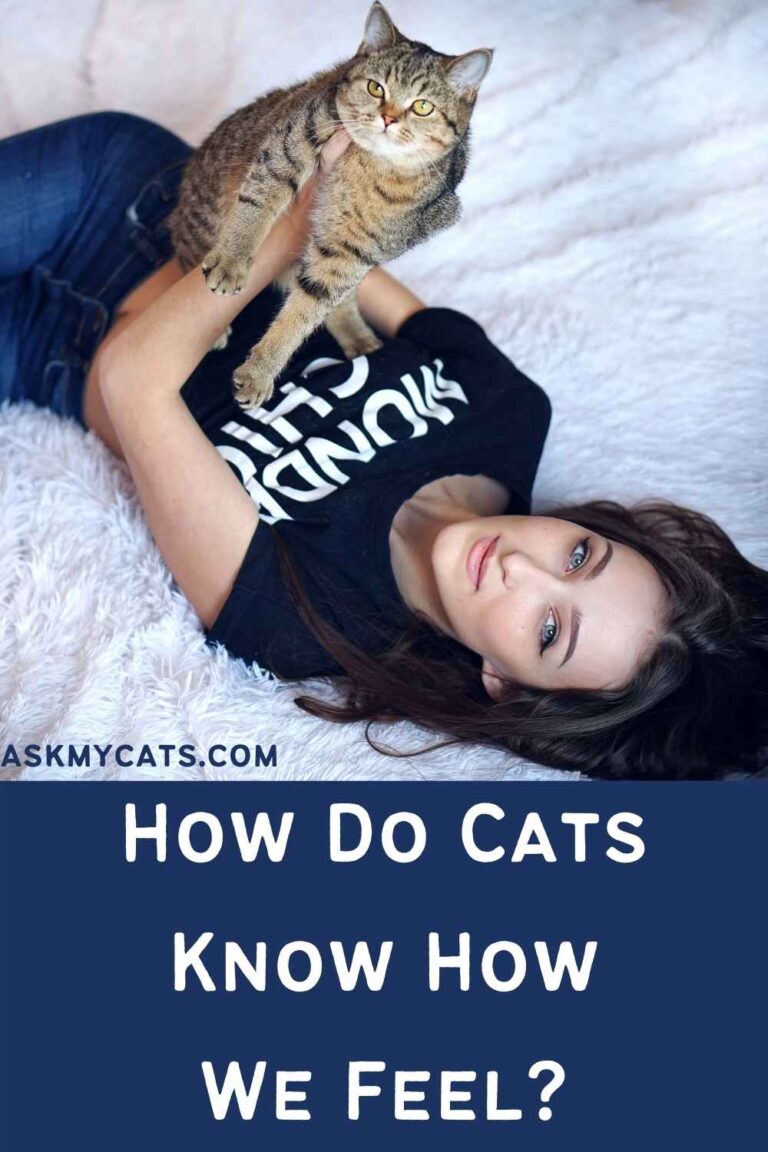 Do Cats Know When You Are Sad? Can Cats Sense Sadness?