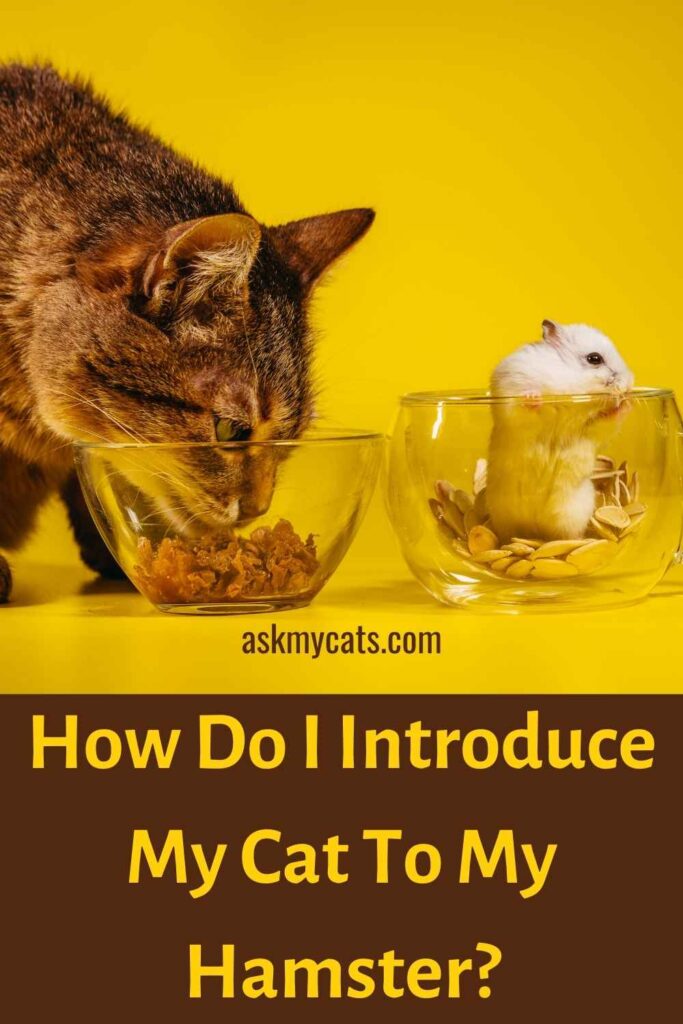 How Do I Introduce My Cat To My Hamster?