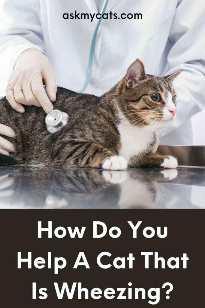 How Do You Help A Cat That Is Wheezing?