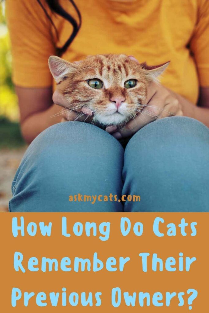How Long Do Cats Remember Their Previous Owners?