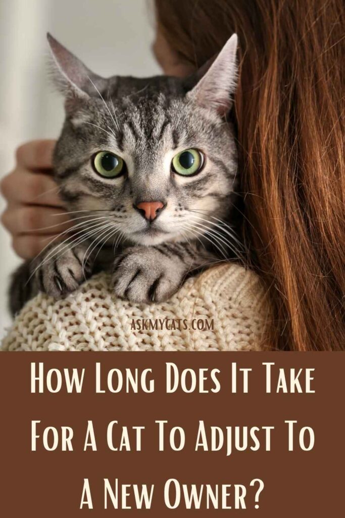 How Long Does It Take For A Cat To Adjust To A New Owner?