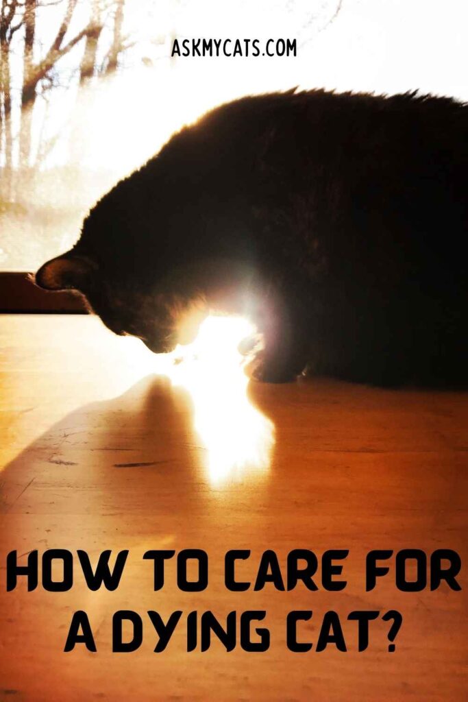 How To Care For A Dying Cat?