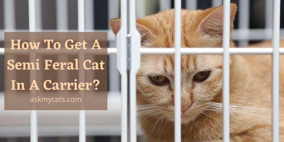 How To Get A Semi Feral Cat In A Carrier